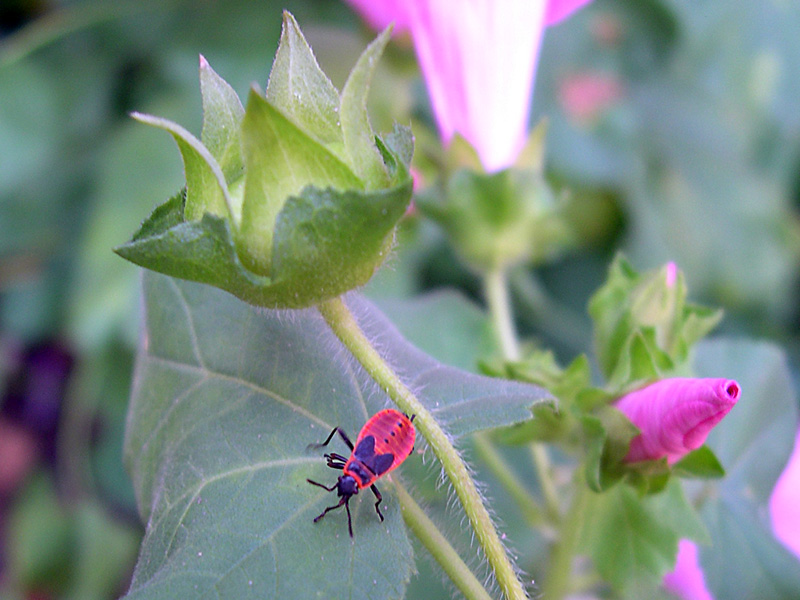 Chi  : Pyrrhocoris apterus